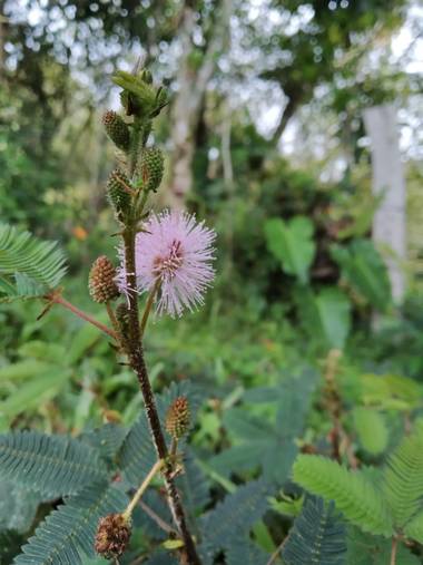 Zaynab en Hamelin: Flora, Mimosa pudica, Desplumado