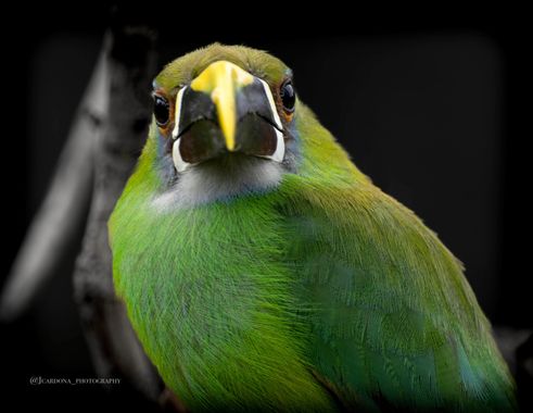 juanandrescardona01 en Hamelin: Fauna  (El Retiro), Aulacorhynchus albivitta (Boissonneau, 1840), Tucaneta verde esmeralda 💚🤍🧡 
#tucan #toucan #bird #bi...