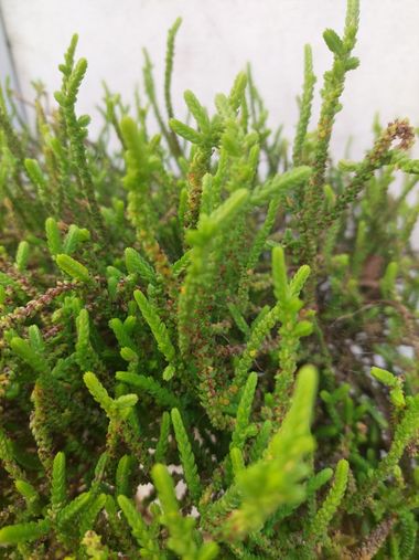 Mpinfante en Hamelin: Flora, Crassula muscosa, #Cordón de San José 
Familia de las crasuláceas/ suculentas
Originaria de Sudáfrica y Namibia. 
Se cultiva ...