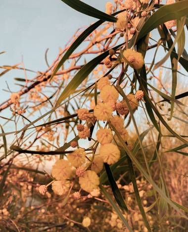 Cris Cabrera en Hamelin: Flora, Acacia retinodes, #flora21 #hamelinflora #hamelin #flower #plant #nature #naturaleza #plantas #biodiversity #biodiversidad...