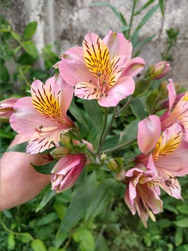natimckz en Hamelin: Flora  (Necochea), Alstroemeria aurea, #flora21 #flor 
