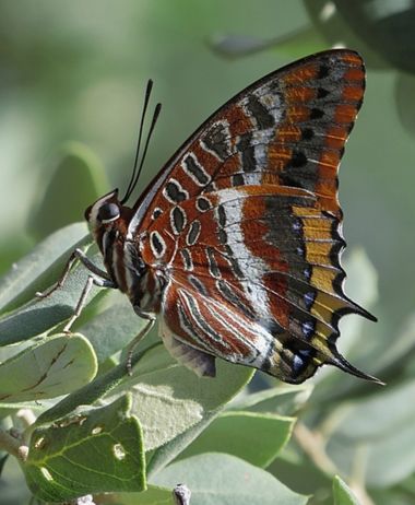 Mpinfante en Hamelin: Fauna, Charaxes jasius (Linnaeus, 1767)