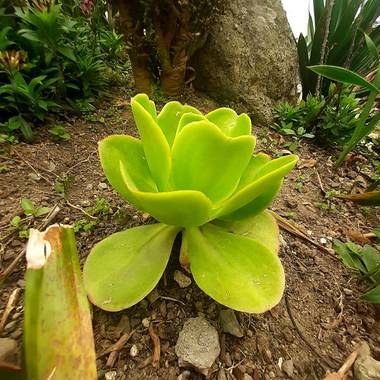 Mieempresario1 en Hamelin: Flora  (Pasto)