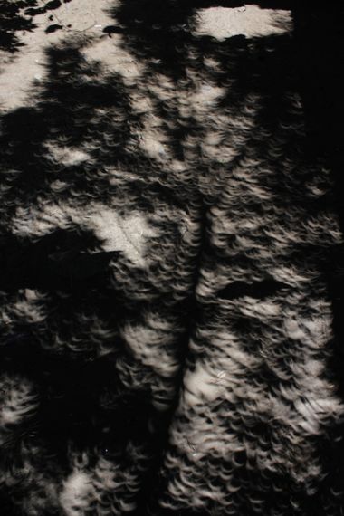 XxPrOzMeNxX en Hamelin: Paisaje, #dia #sombra #rama #arbol #suelo #shadows #day #tree