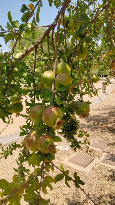 Solerantonio2 en Hamelin: Flora  (Almeria), Punica granatum, Granadas