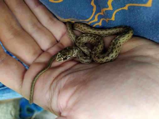Geriri 10 en Hamelin: Fauna, Precioso ejemplar juvenil de culebra bastarda.
 #reptiles
#serpientes 