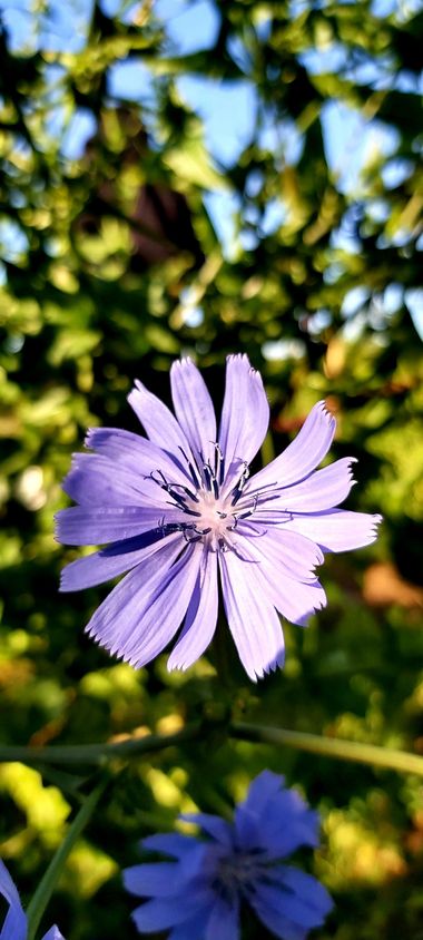 paoflor.fotos en Hamelin: Flora, Cichorium endivia, 


