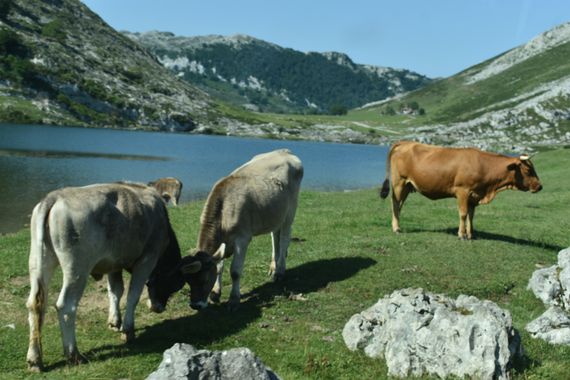 Solerantonio2 en Hamelin: Fauna  (Carretera Covadonga - Los Lagos), Raza bovina asturiana