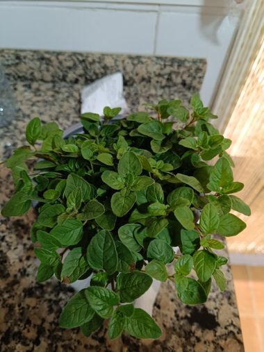 fernandezboix en Hamelin: Flora 