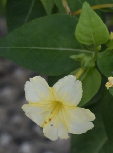 Solerantonio2 en Hamelin: Flora  (Almería), Mirabilis jalapa, Planta