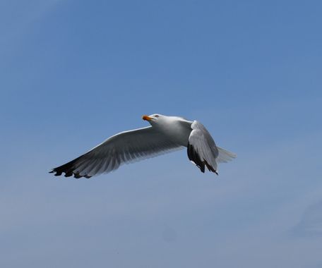 Solerantonio2 en Hamelin: Fauna  (O Morrazo), Larus michahellis J.F.Naumann, 1840, Gaviota