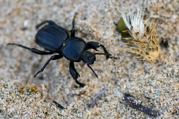 Ninigabi en Hamelin: Fauna  (Isla Cristina), #escarabajo