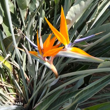 Solerantonio2 en Hamelin: Flora  (Almería), Strelitzia reginae, Planta ave del paraiso