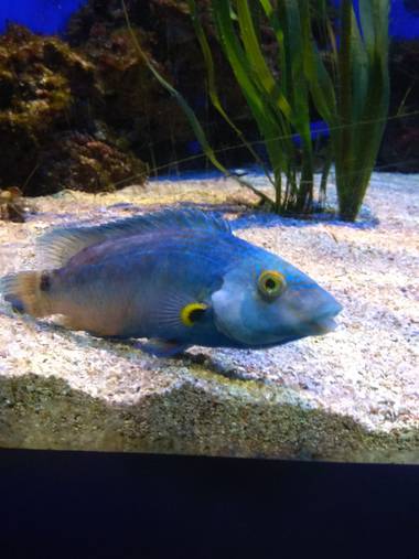 GreenPhoto en Hamelin: Fauna 