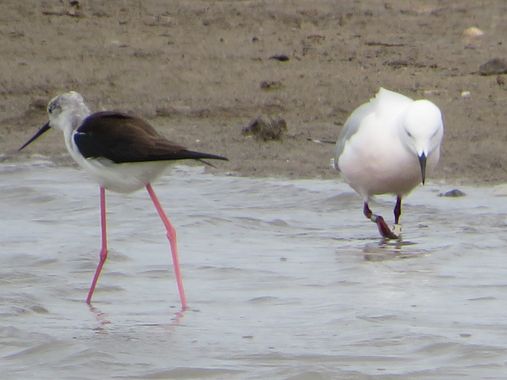 Solerantonio2 en Hamelin: Fauna  (Níjar), Himantopus himantopus (Linnaeus, 1758), Cigüeña comun