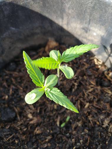 Nicolas.C.R. en Hamelin: Flora  (San Gabriel), #colombia #sativa #indica