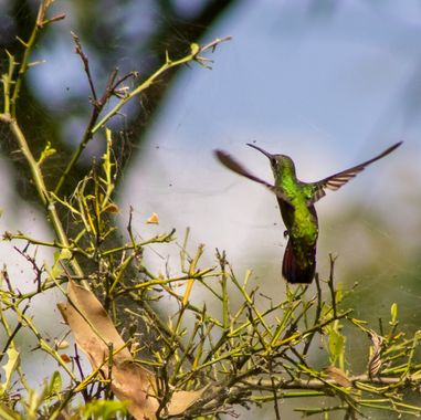 danielhincapie230979 en Hamelin: Fauna  (Copacabana), Anthracothorax nigricollis (Vieillot, 1817), #naturaleza #wildlife #nature #faunadecolombia #fauna #c...