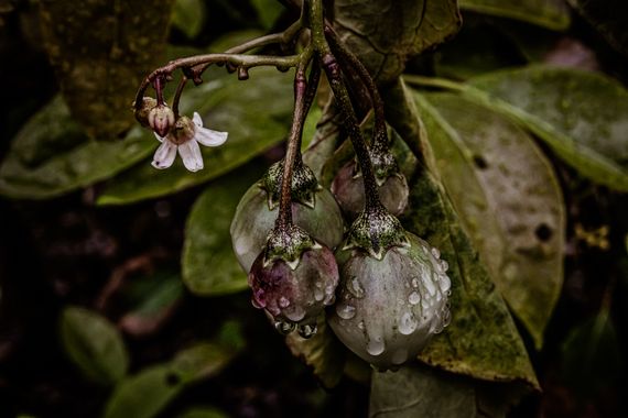 Franciss RNR  en Hamelin: Flora  (Pimampiro), Solanum betaceum, #Flora 