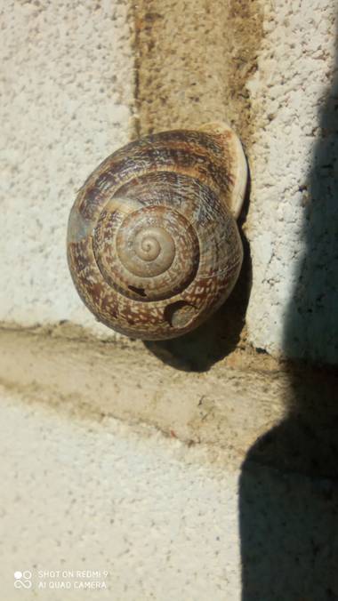 GreenPhoto en Hamelin: Fauna  (Valencia de Alcántara), #Otoño20