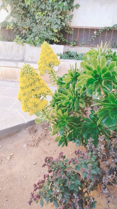Solerantonio2 en Hamelin: Flora  (Almería), Aeonium arboreum, Planta