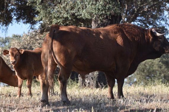 Info en Hamelin: Fauna, Animales en la dehesa Extremeña 