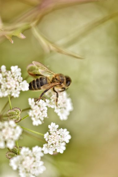 Juanatlantida82 en Hamelin: Flora, #abejas 