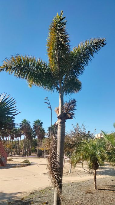 Solerantonio2 en Hamelin: Flora  (Avenida del Mediterráneo), Palma cola de zorro