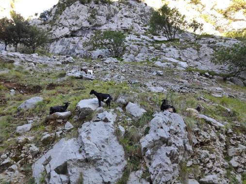 ElfillaTravel en Hamelin: Fauna, Cabras por la Ruta del Cares.
Es una ruta en la que a veces pareces que tienes que comportarte como una cabra, subiendo r...