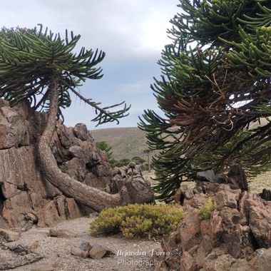 porroalejandra7 en Hamelin: Paisaje  (Loncopué), #agua#naturalezaaegentina#montaña la araucaria es de lento crecimiento y gran longevidad, pudiendo superar...