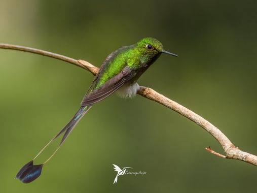 cesar.angel en Hamelin: Fauna  (Palestina), Ocreatus underwoodii (R.Lesson, 1832), Verlo siempre es un WOW!
El colibrí cola de raqueta es una joya de los b...