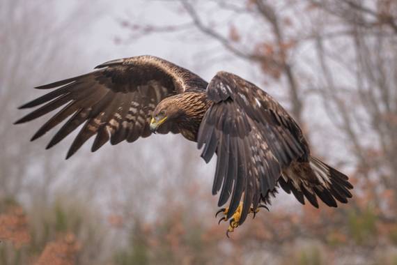 Arteaganature en Hamelin: Fauna  (El Barco de Ávila), Aquila chrysaetos (Linnaeus, 1758), #aves21 