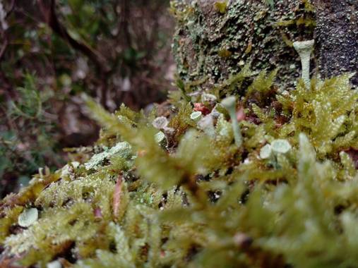 silvia_0664 en Hamelin: Observación  (Cerdanyola del Vallès), #macro_collserola