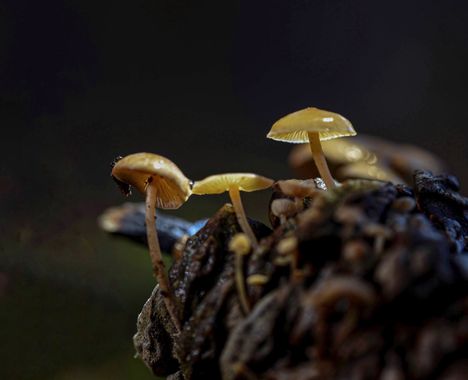 Olga.t.g76 en Hamelin: Observación  (Retiendas), #hongos #mushrooms #otoño #autumn #macro #macro_captures_ #macrofotografia #phonature #photographer #photo...