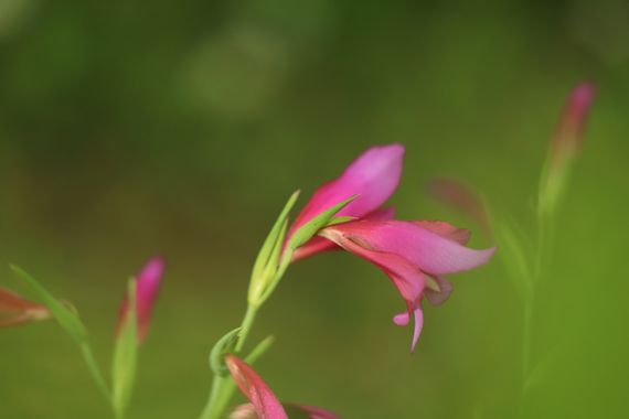 Smatae en Hamelin: Flora  (Aranjuez), #flores #primavera 
