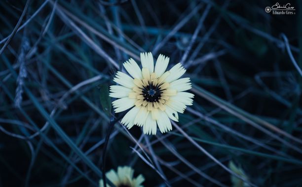 miradasbotanicas en Hamelin: Flora, Tolpis barbata, #flora #naturaleza #macro