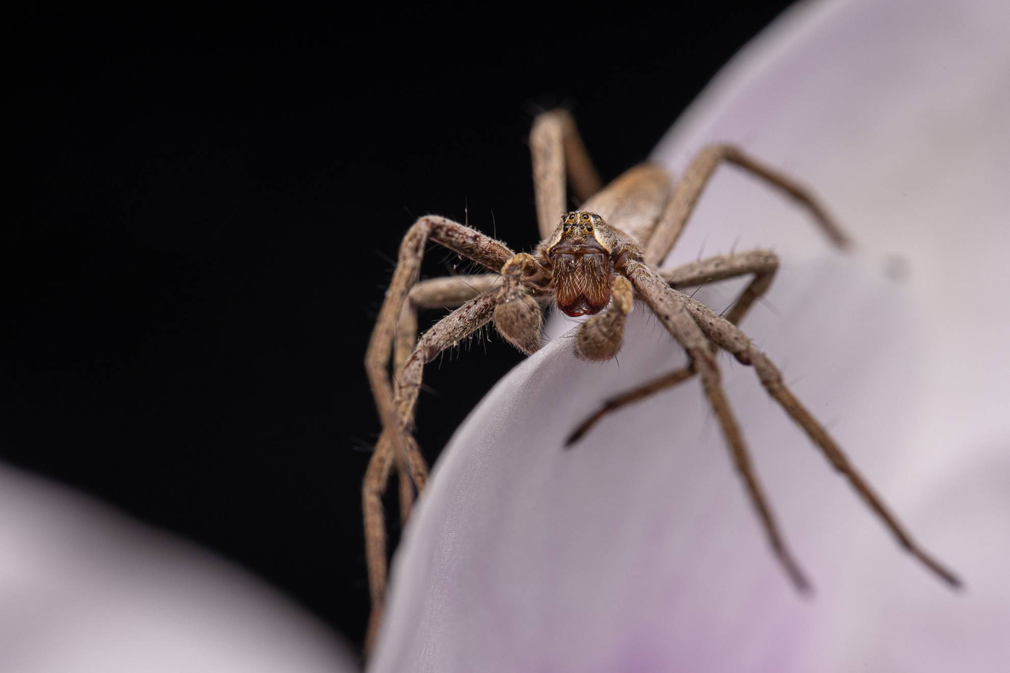 *Pisaura Mirabilis*