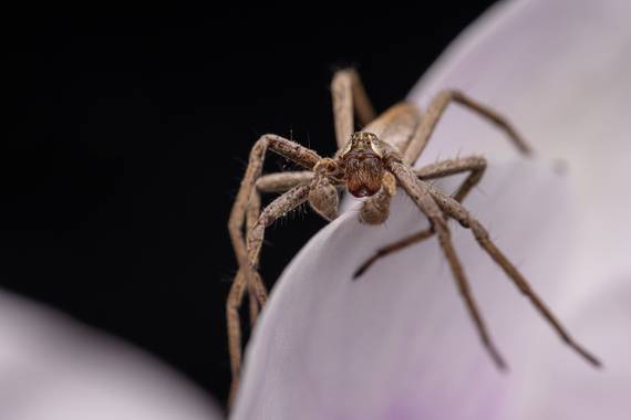 Xabier González en Hamelin: Fauna  (Mos), Una pequeña araña lobo en busca de alguien a quien merendar

#macro 