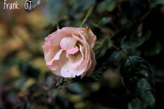 Frankgt48 en Hamelin: Flora  (Madrid), Rosa chinensis, #flora21