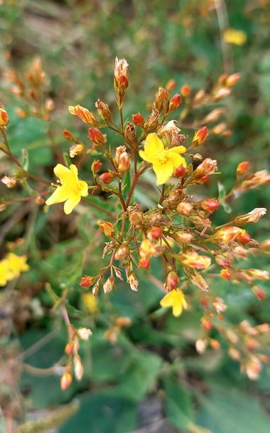 Mpinfante en Hamelin: Flora, # La ondulada hierba de San Juan