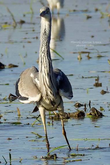 Logarma en Hamelin: Fauna  (Sant Jaume d'Enveja), Ardea cinerea Linnaeus, 1758, #Aves21