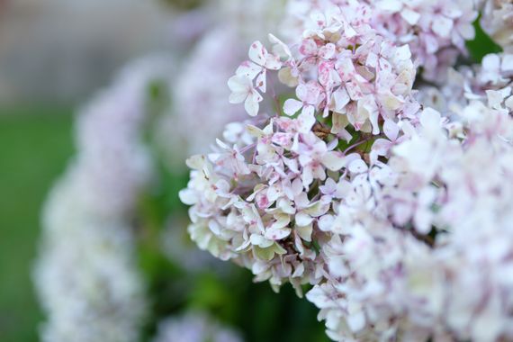 Elenagil.ph en Hamelin: Flora, #flores #flora #flor #flowers #flower 
