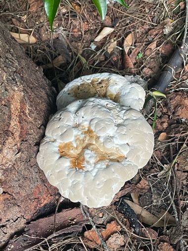 #adrimoreno en Hamelin: Observación  (Calle 23), #fungi#setas#organismos eucariotas#hongos#naturaleza