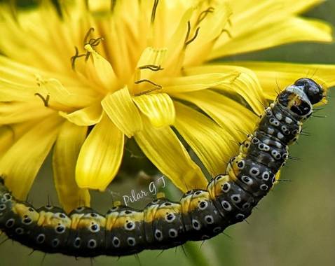 Pilarmayo012 en Hamelin: Fauna  (La Nava de Ricomalillo), Es una polilla de la familia Depressariidae.
Se encuentra en la mayor parte de Europa, excepto en...