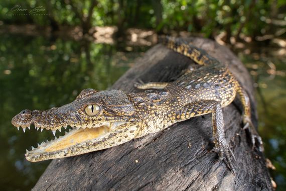 Omar Carax en Hamelin: Fauna, #fauna #hamelin #instagood #cocodrilo #rio #reptiles #lagarrotxa 