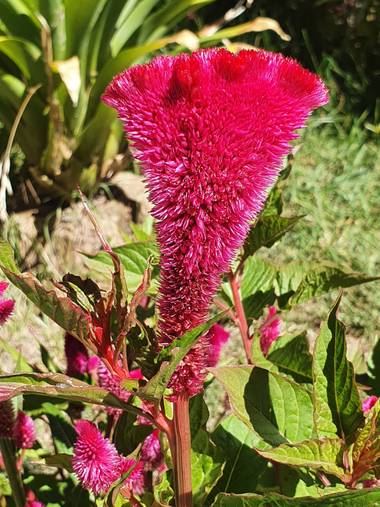 jclaurevalencia en Hamelin: Flora  (Tarija), Celosia argentea, #flora21 