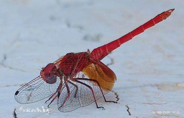 @nicorhbg en Hamelin: Fauna  (Carril del Puente Viejo)