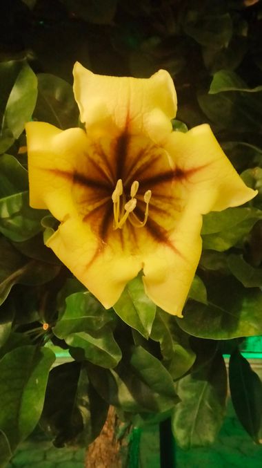 Solerantonio2 en Hamelin: Flora  (Almería), Solandra maxima, Planta