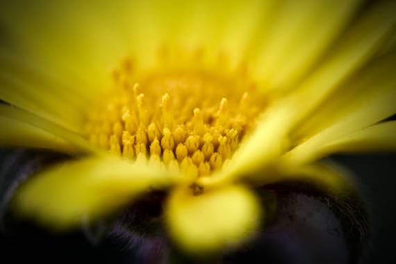ralphlagarillo en Hamelin: Flora  (Almogía), #flora21
