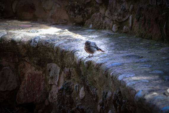 Carlos  en Hamelin: Fauna  (Monestir de Montserrat), #pichon #pajarito 