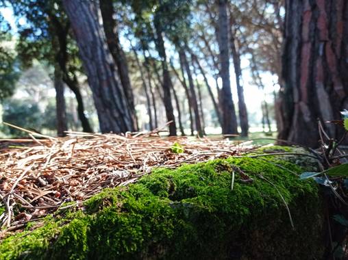 Bellasira en Hamelin: Paisaje  (Cardedeu)